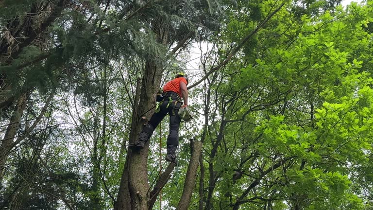 Best Hedge Trimming  in Leonia, NJ